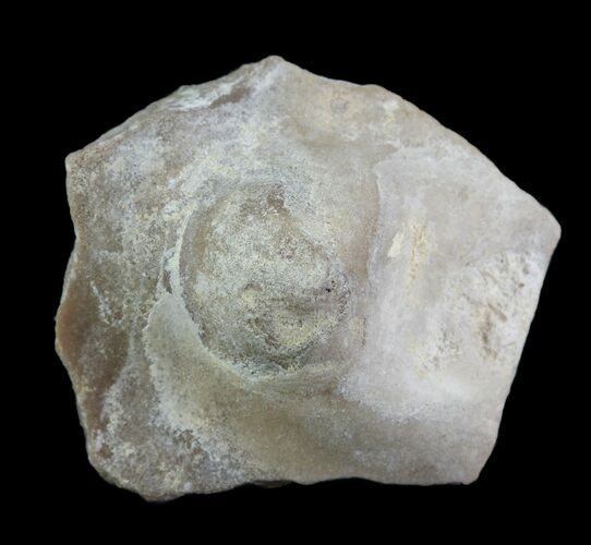 Fossil Pearl - Smoky Hill Chalk, Kansas #64146